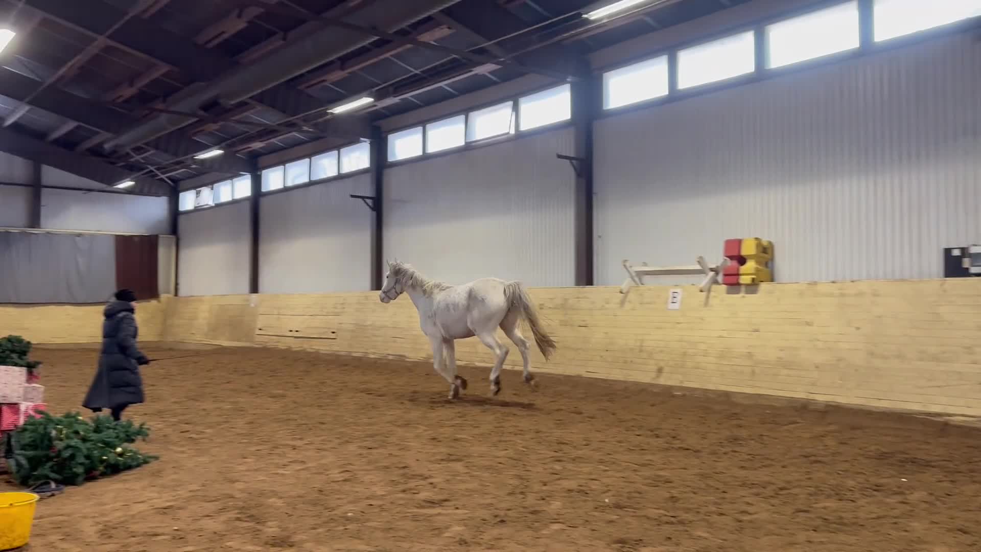 Hoppning hästar till salu: He.Ro Stud SUMMER SALE ! - Video 1
