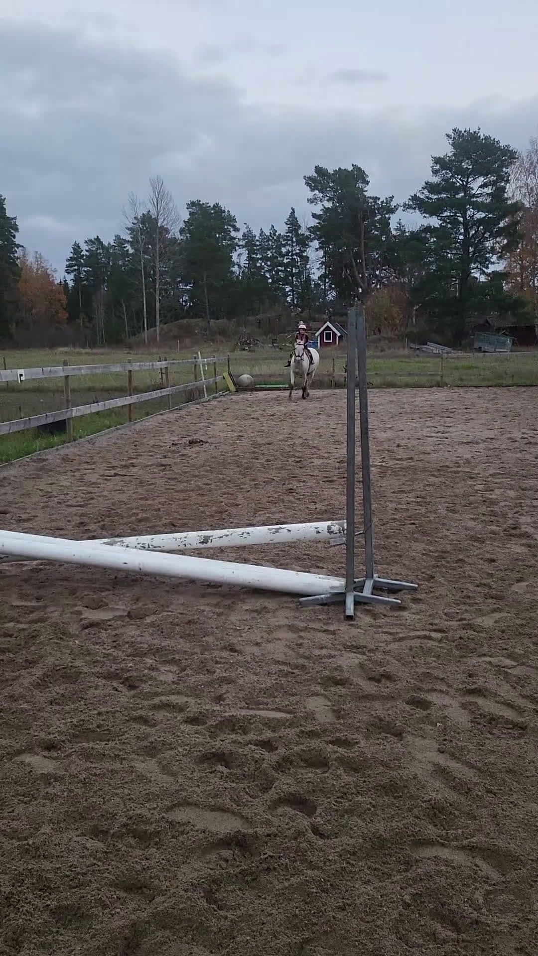 Allround hästar till salu: Vår fina Milou letar ny bästa kompis i Nyköping - Video 3