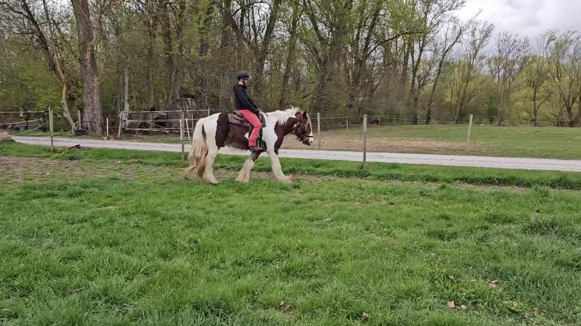 Allround hästar till salu: Irish Cob Valack, riden och körd  - Video 1