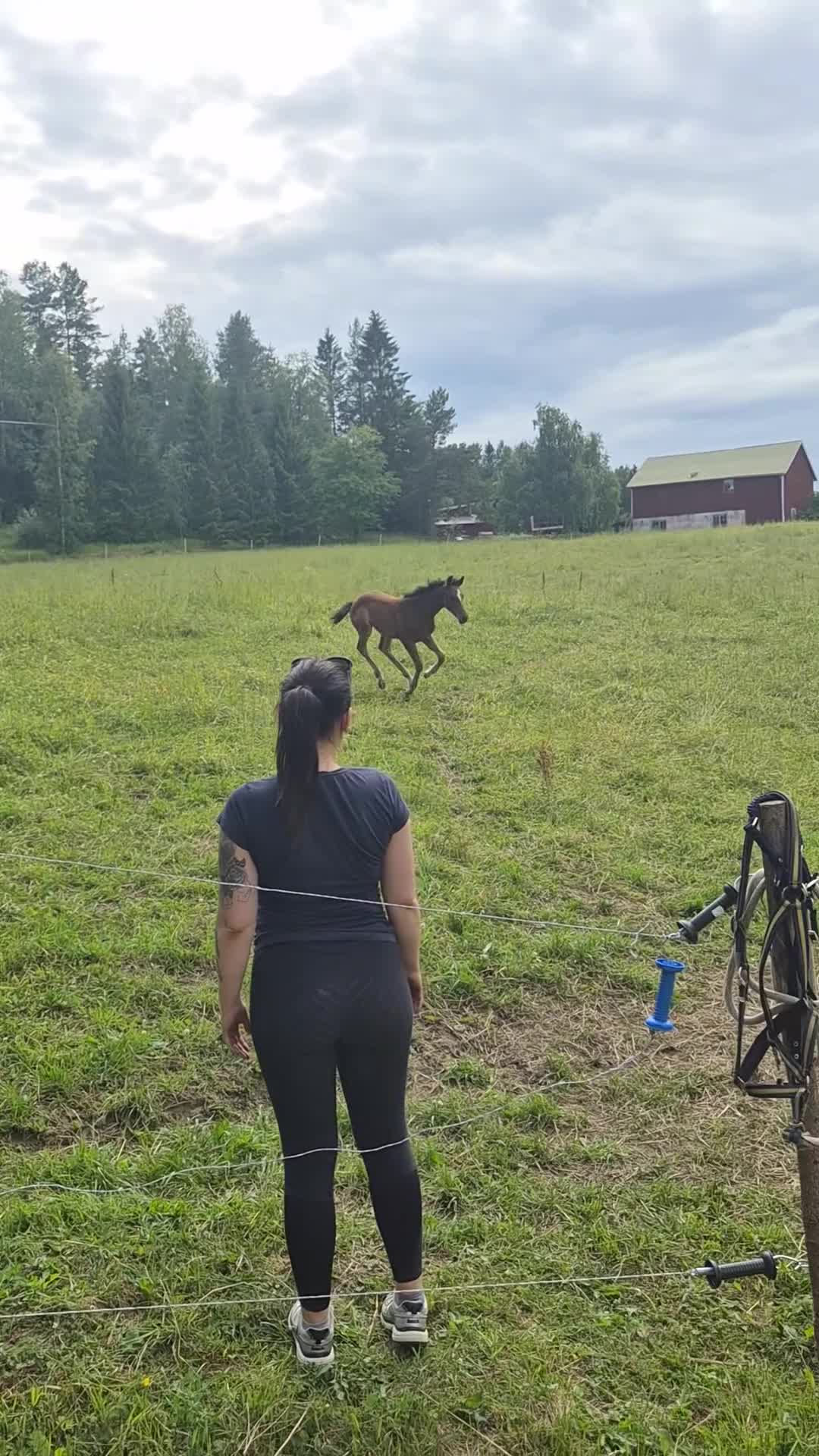 Hoppning hästar till salu: Sto med föl - Video 1