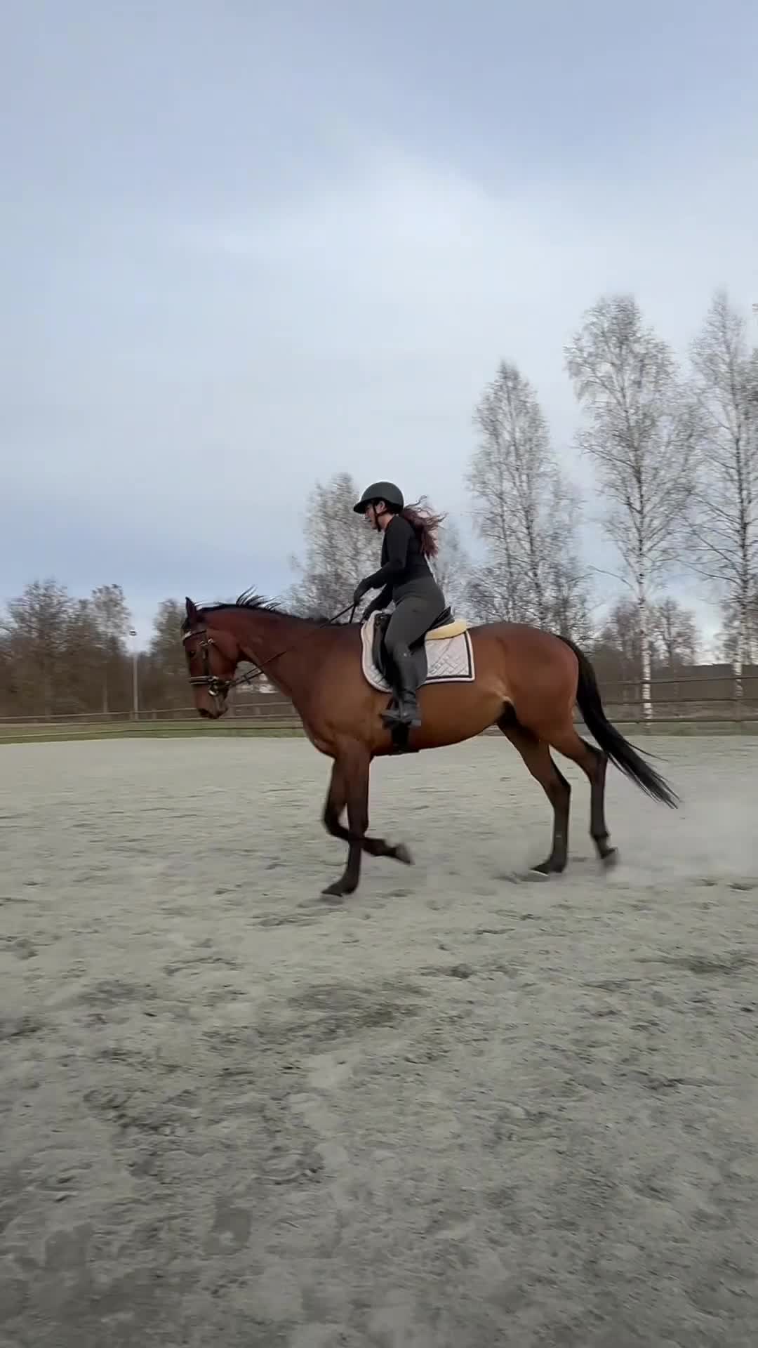 Allround hästar till salu: Lovande 4årig fullblodssto söker sitt framtida hem - Video 1