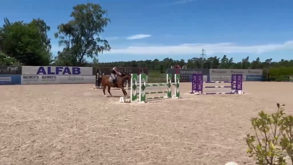 Hoppning hästar till salu: SWB Valack - Video 4