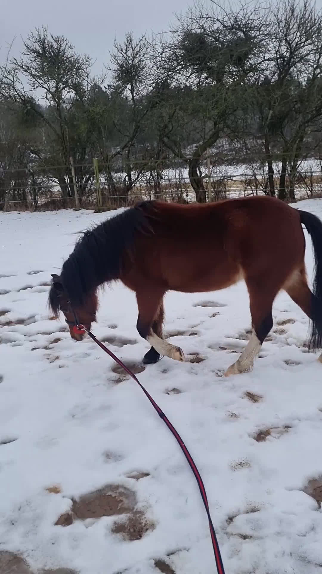Allround hästar till salu: Welsh Mountain  - Video 1