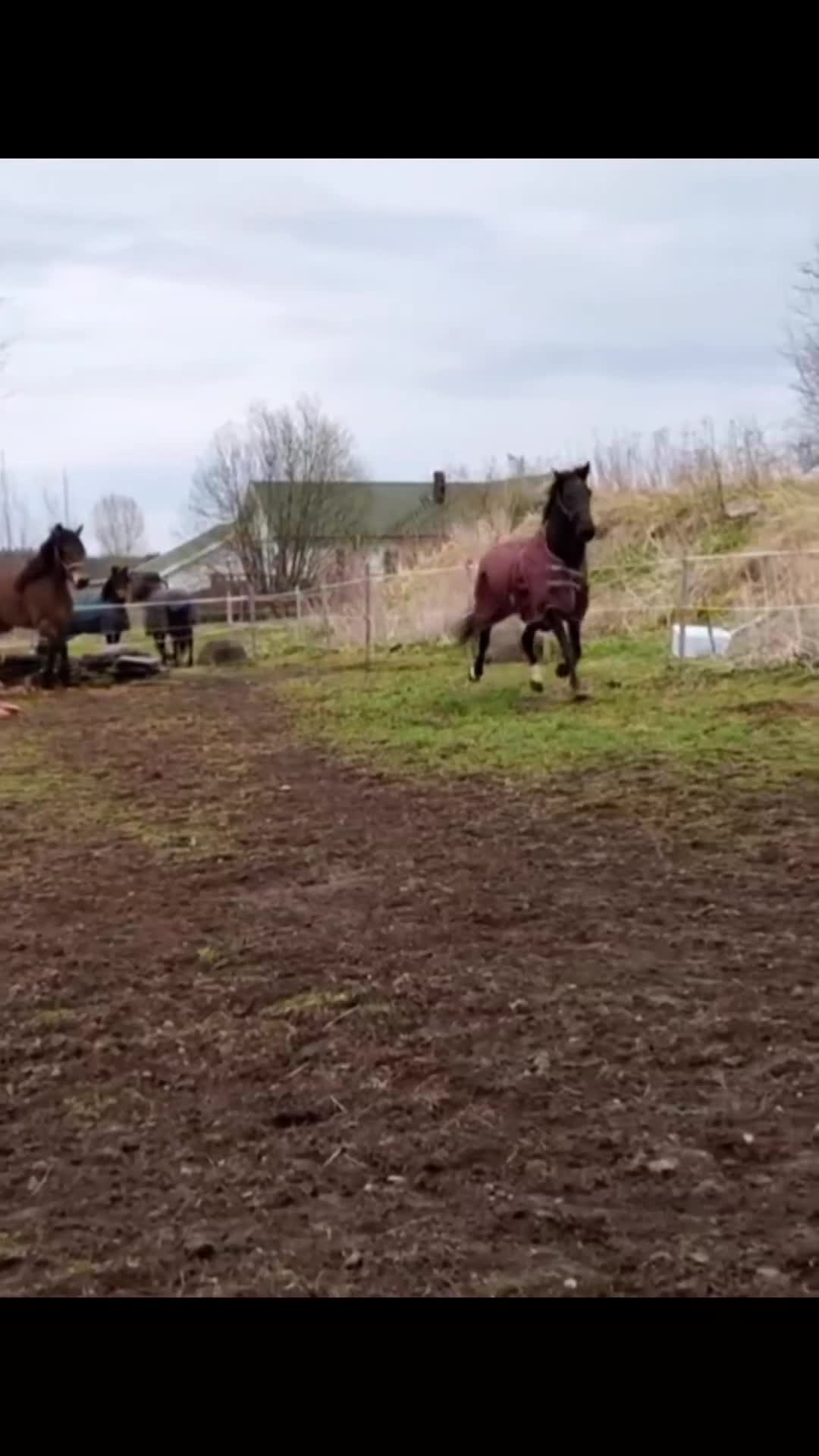 Allround hästar till salu: Stor personlighet - och ännu större hjärta - Video 1