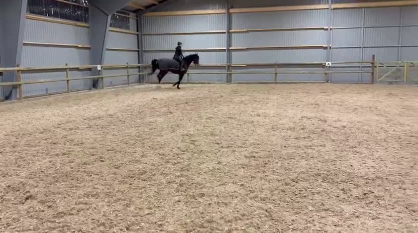 Allround hästar till salu: Okomplicerad och vänlig 5åring  - Video 3