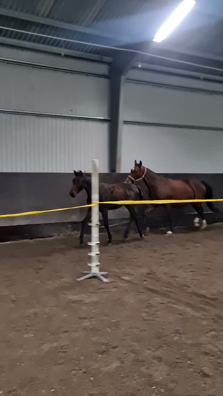 Allround hästar till salu: Allround häst i Genarp - Video 1