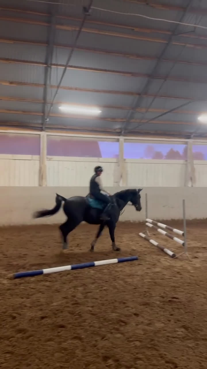 Dressyr hästar till salu: Snygg valak! i Östra Ljungby - Video 3