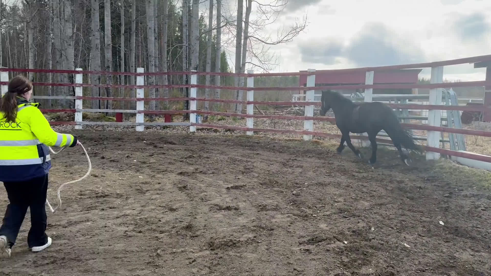Allround hästar till salu: Vacker underbart kallblodsto i Lycksele - Video 2