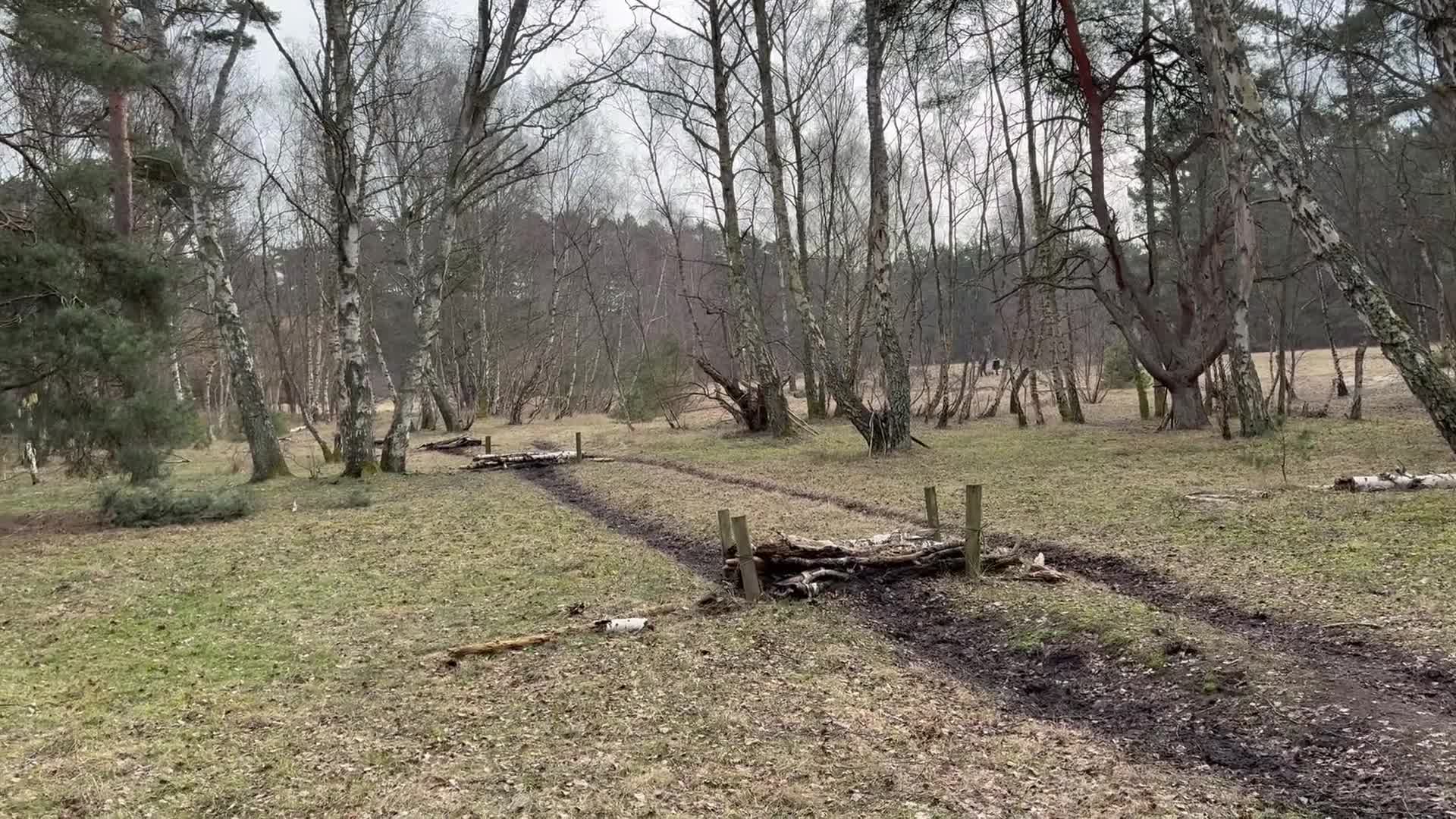 Allround hästar till salu: 🌟 D-ponny | Welsh Part-Bred | 148 cm 🌟 - Video 2