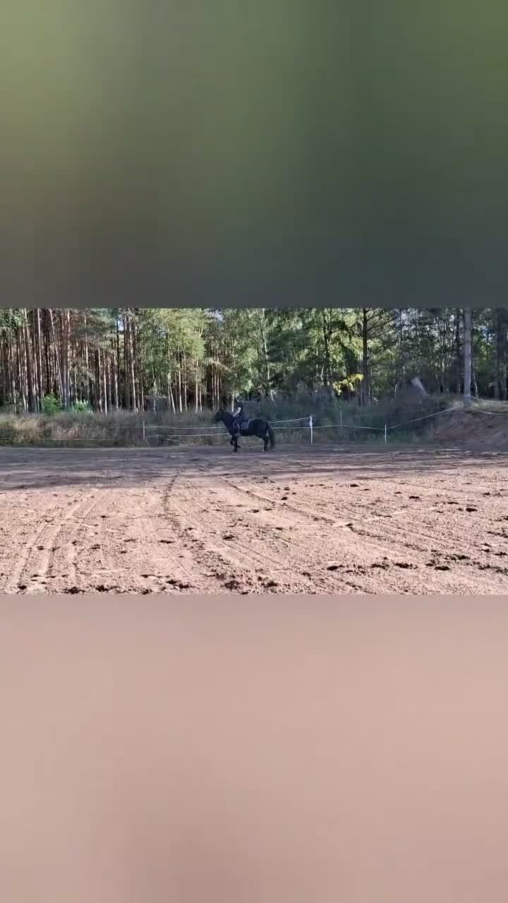 Allround hästar till salu: Trygg och mysig kallblods kille - Video 2