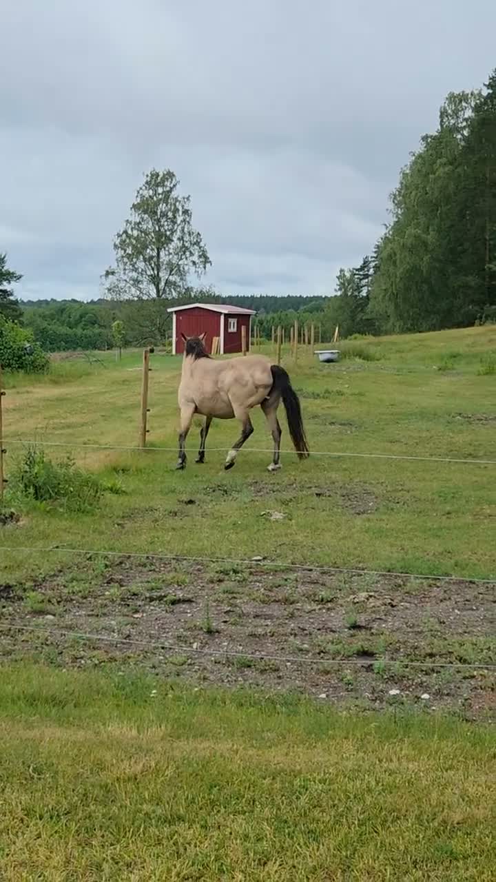 Övrigt hästar till salu: Sto import Holland triangelmärkt.  - Video 1