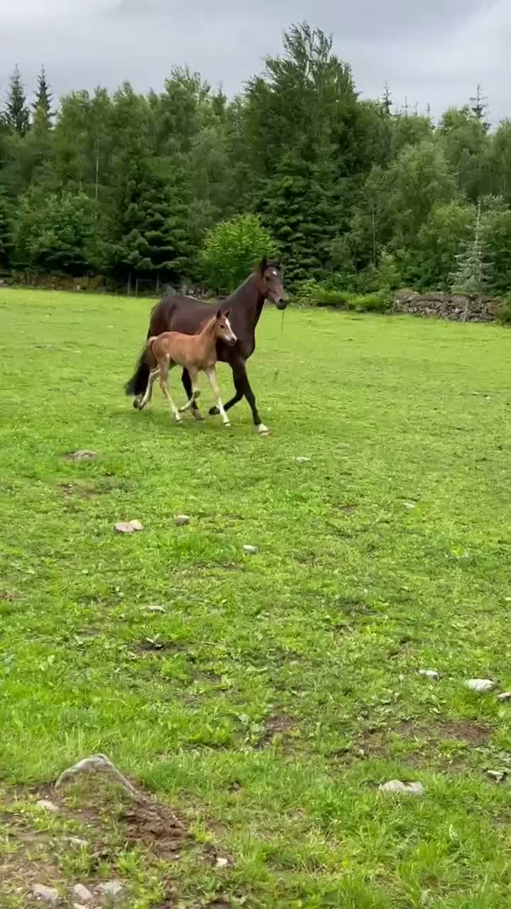 Allround hästar till salu: RP föl med superstam. - Video 1