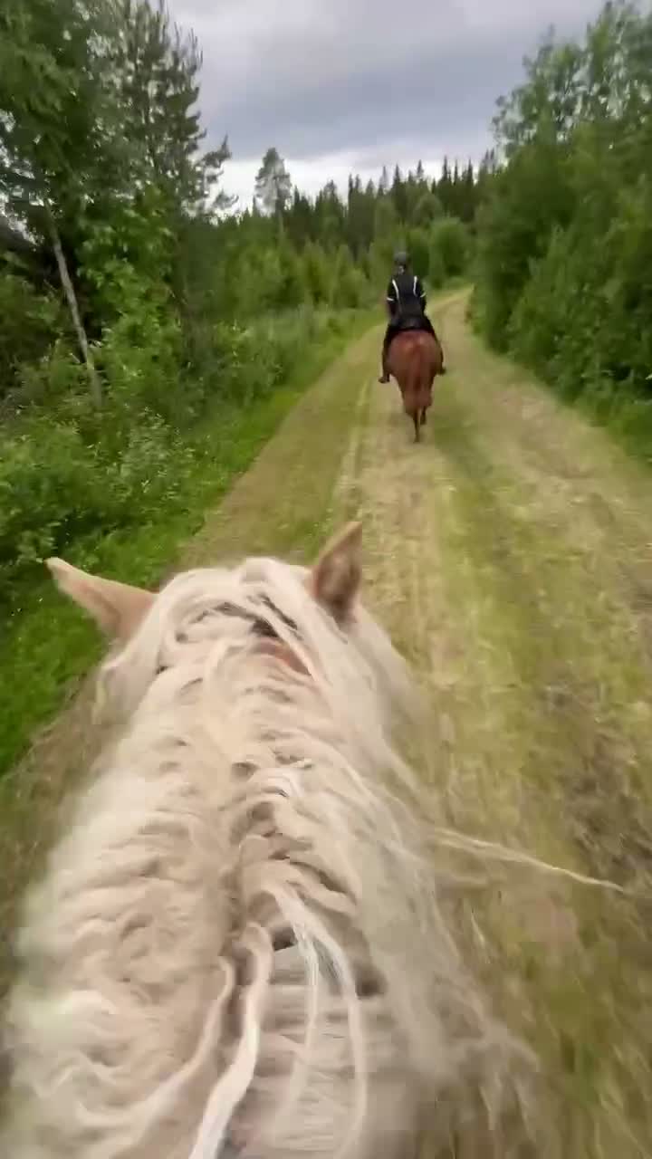  medryttarhäst finnes: Världens snällaste häst söker medryttare i Trångsviken - Video 3
