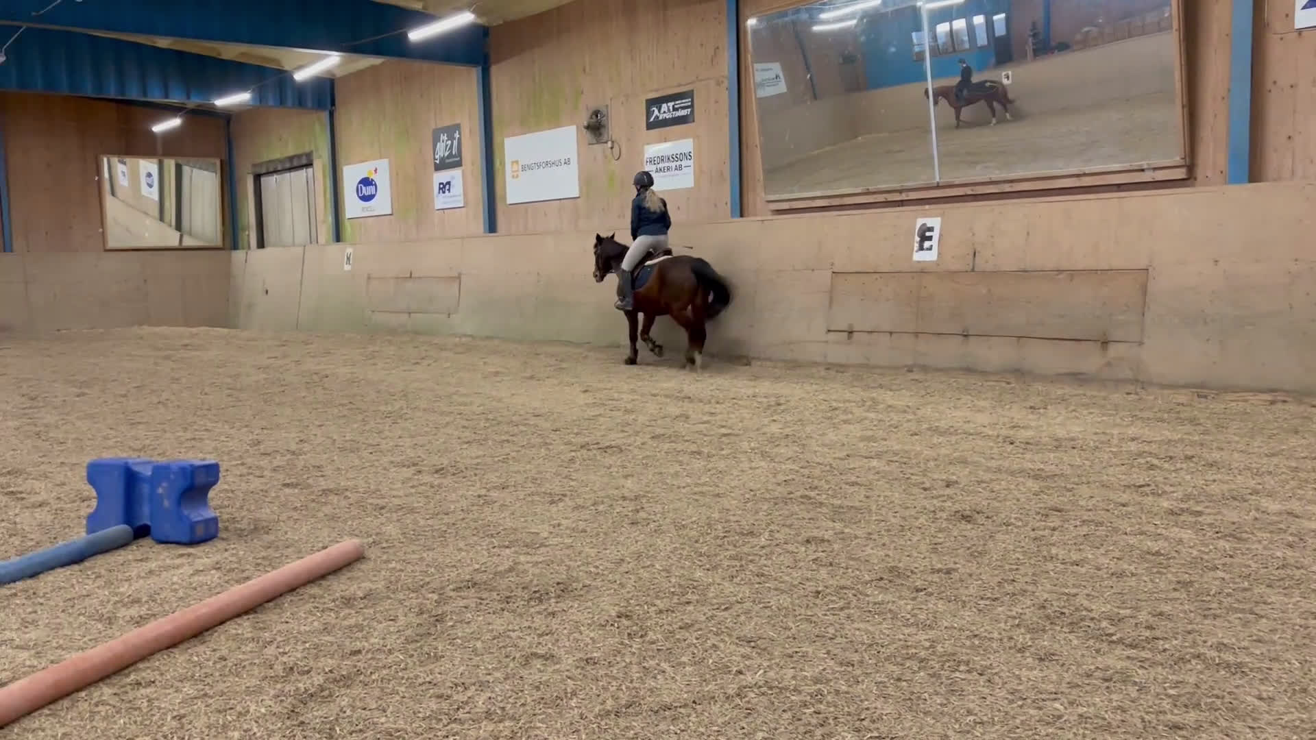 Allround hästar till salu: Äldre gentleman söker sista hem i Bengtsfors - Video 2