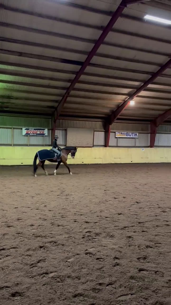 Hoppning hästar till salu: Min hjärte häst är till salu  - Video 1