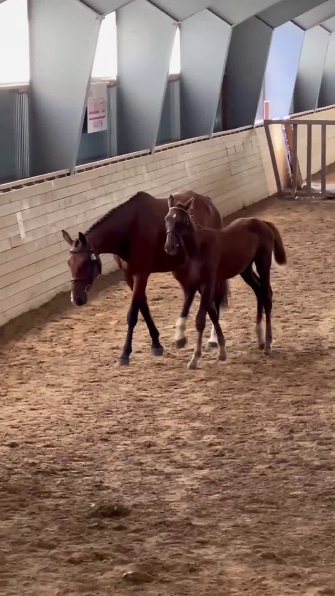 Hoppning hästar till salu: Fint stoföl efter LLoyd 1428 i Kisa - Video 1