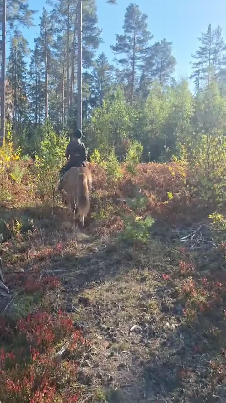 Island hästar till salu: Lugn och orädd 5-åring - Video 1