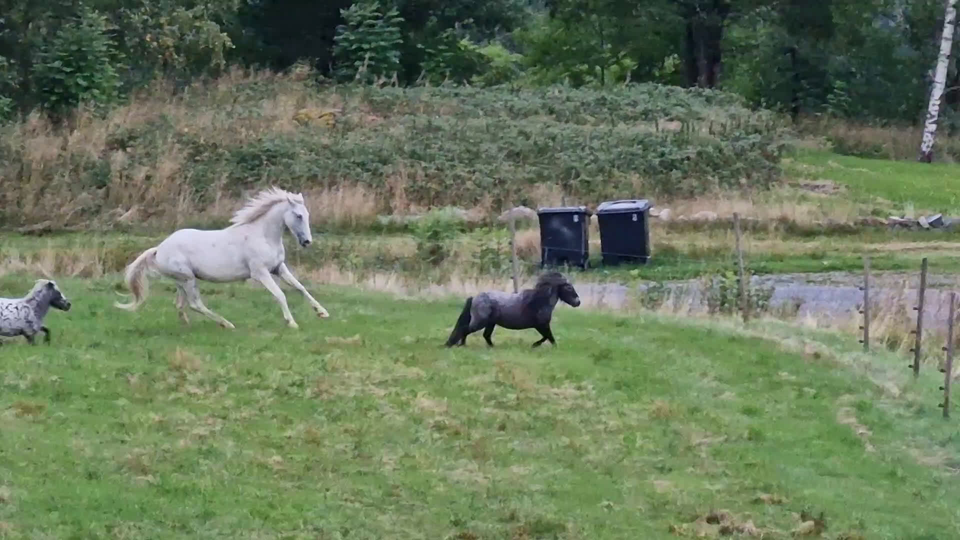 Western hästar till salu: Spännande 3-årig appaloosa korsning i Bullaren - Video 2