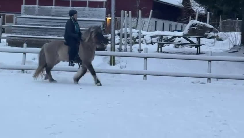 Island hästar till salu: Arbetsvilligt sto med fina gångarter i Hamrångefjärden - Video 1
