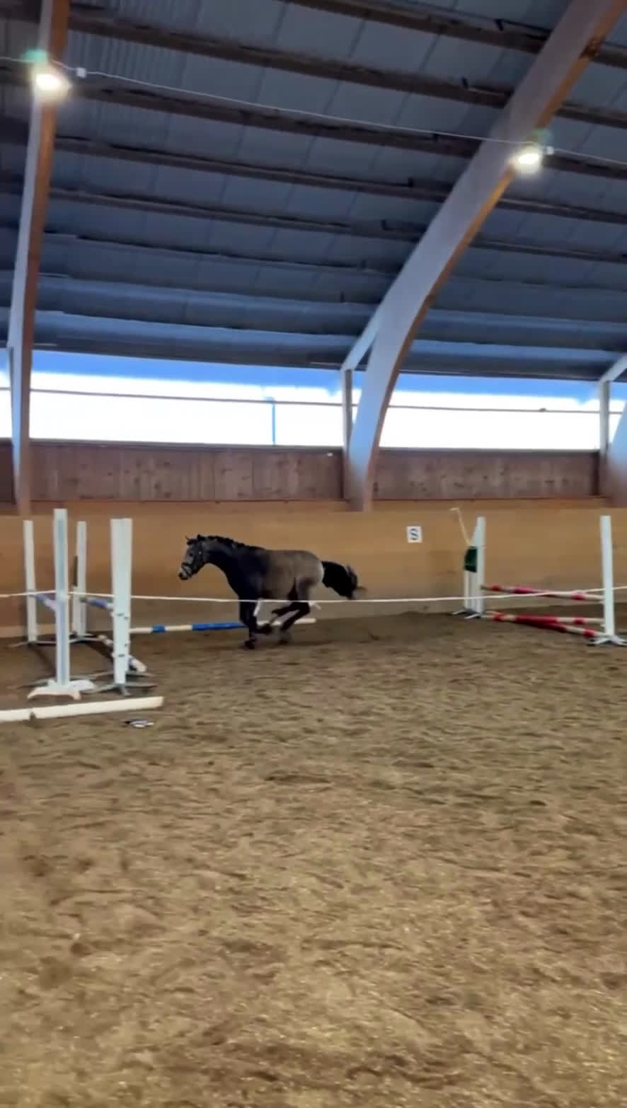 Allround hästar till salu: Unikt framtidsämne för dressyr, hopp elr fltvn i Vallsta - Video 1