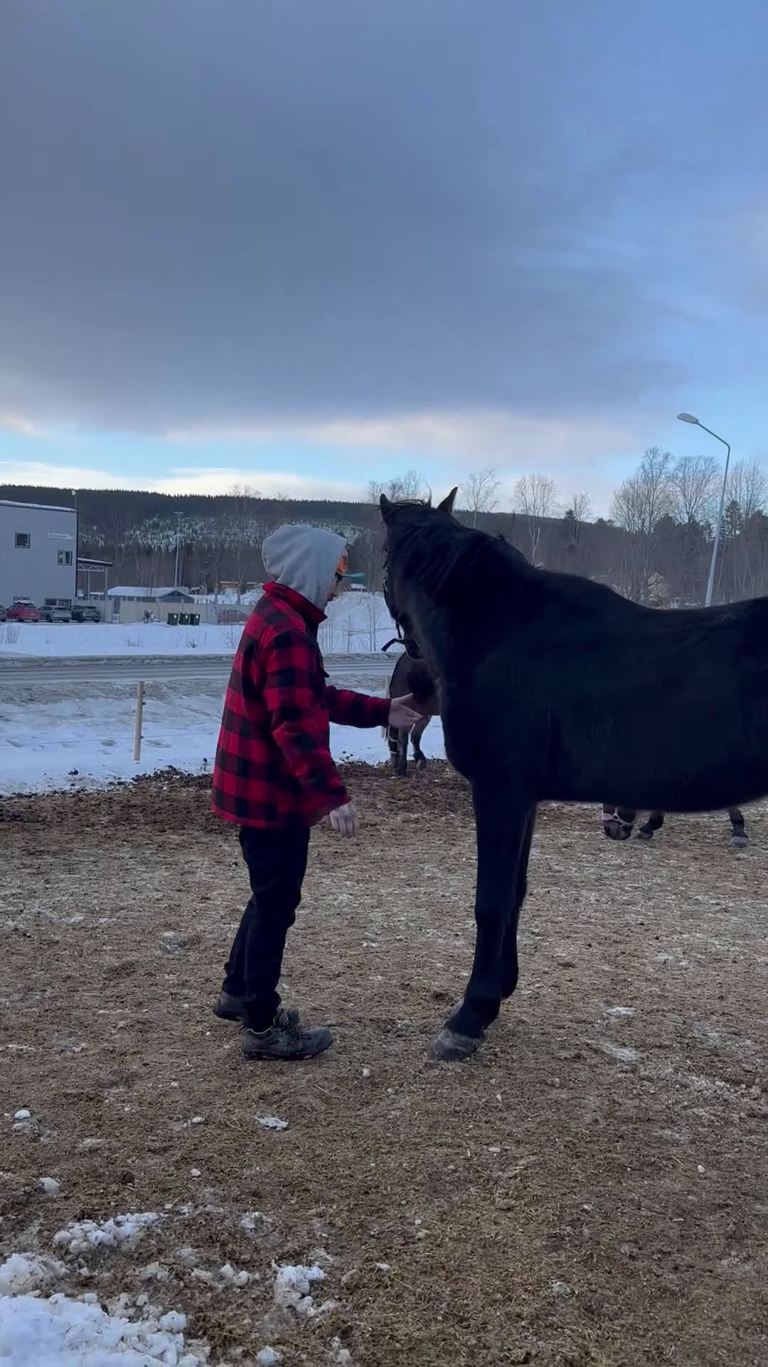  medryttarhäst finnes: Medryttare sökes  i Järpen - Video 1