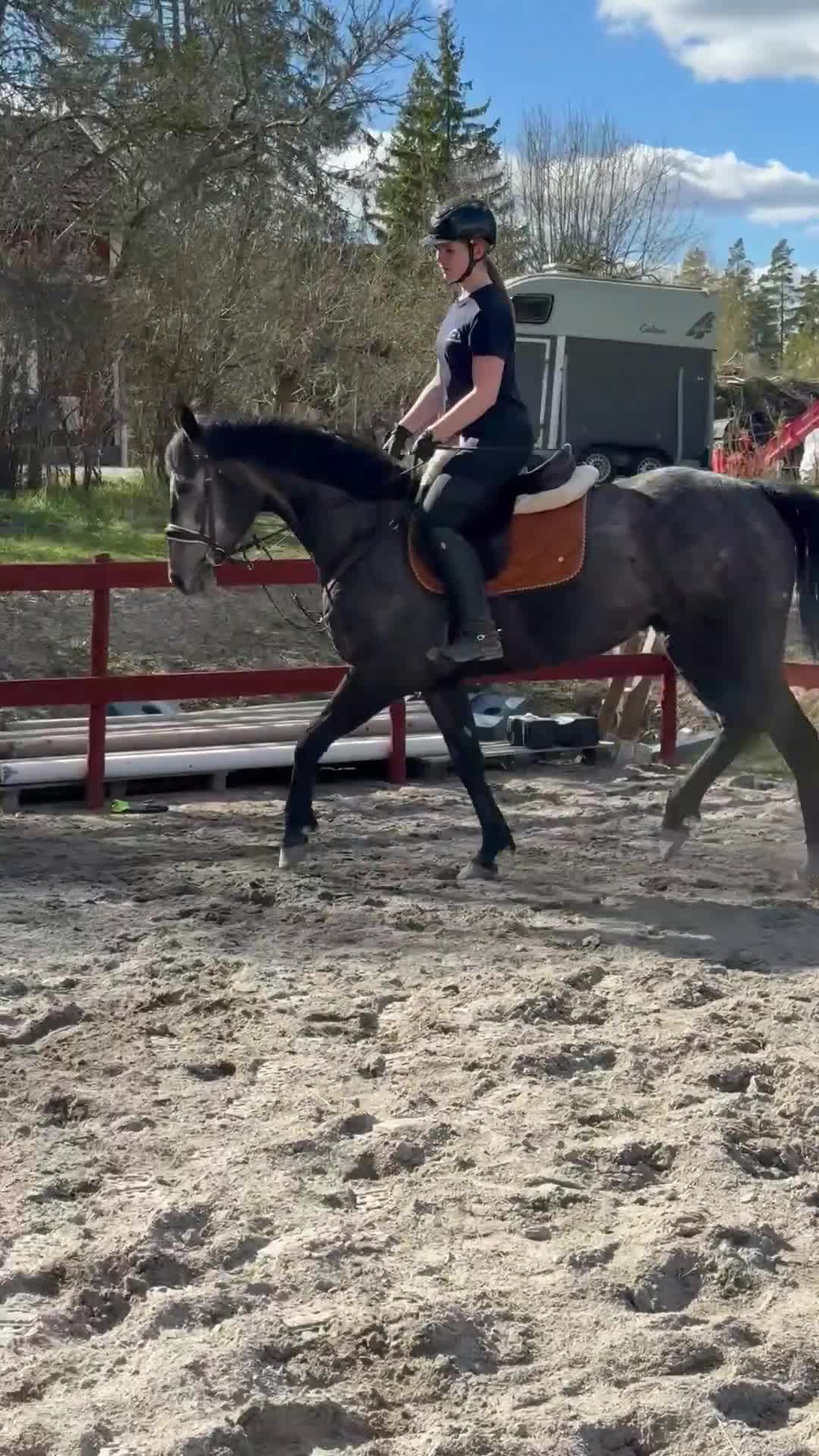 Hoppning hästar till salu: Underbart fullblodsto - Video 5