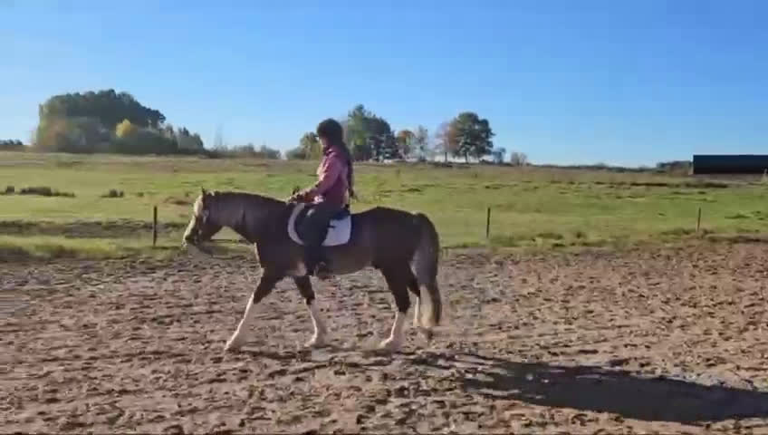 Allround hästar till salu: Dressyr, hoppning, western, uteriden i Stenstorp - Video 1