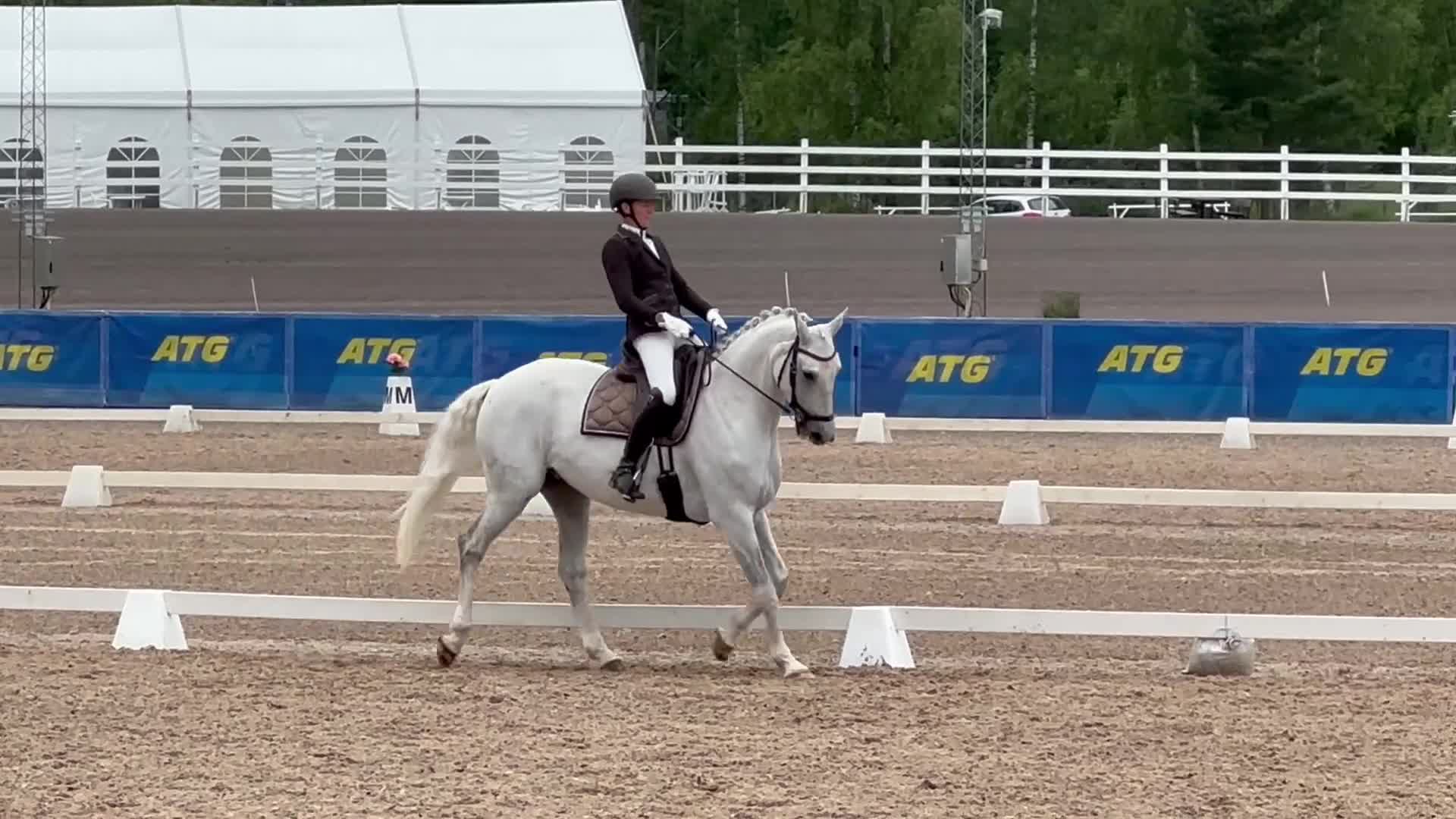 Hoppning hästar till salu: Välriden lätthanterlig hopphäst/dressyrhäst - Video 1