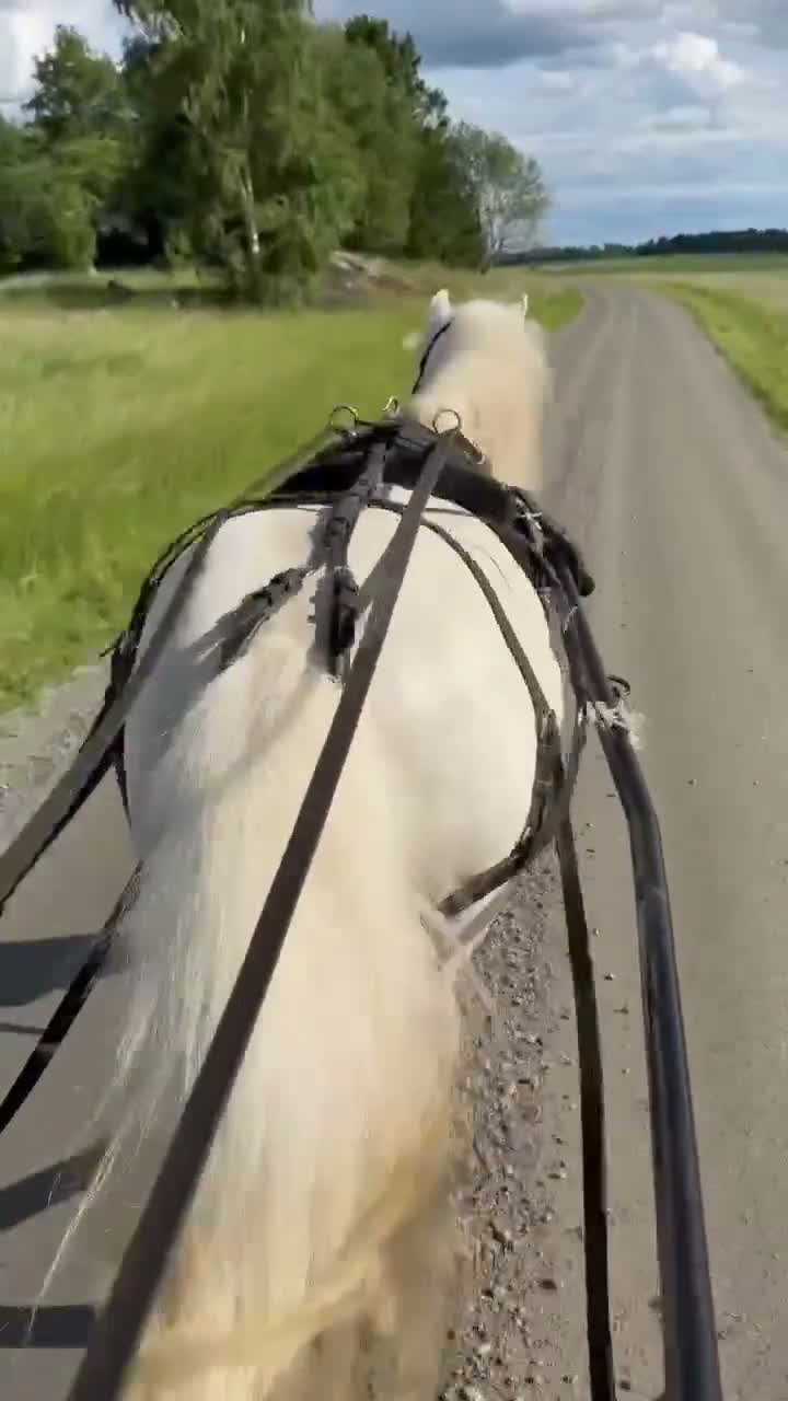Allround hästar till salu: Trygg allroundponny i Enköping - Video 1