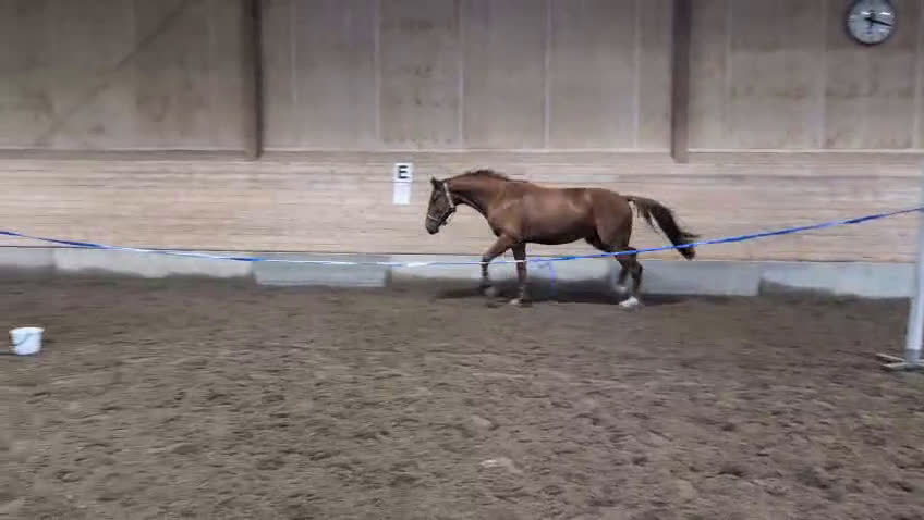 Hoppning hästar till salu: Cool kille i Härnösand - Video 5