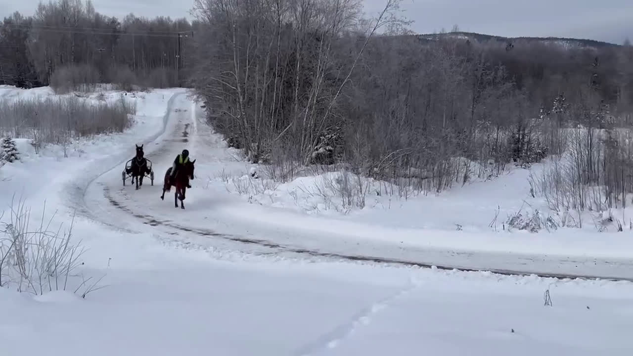 Allround hästar till salu: Fin kille söker nytt hem  - Video 2
