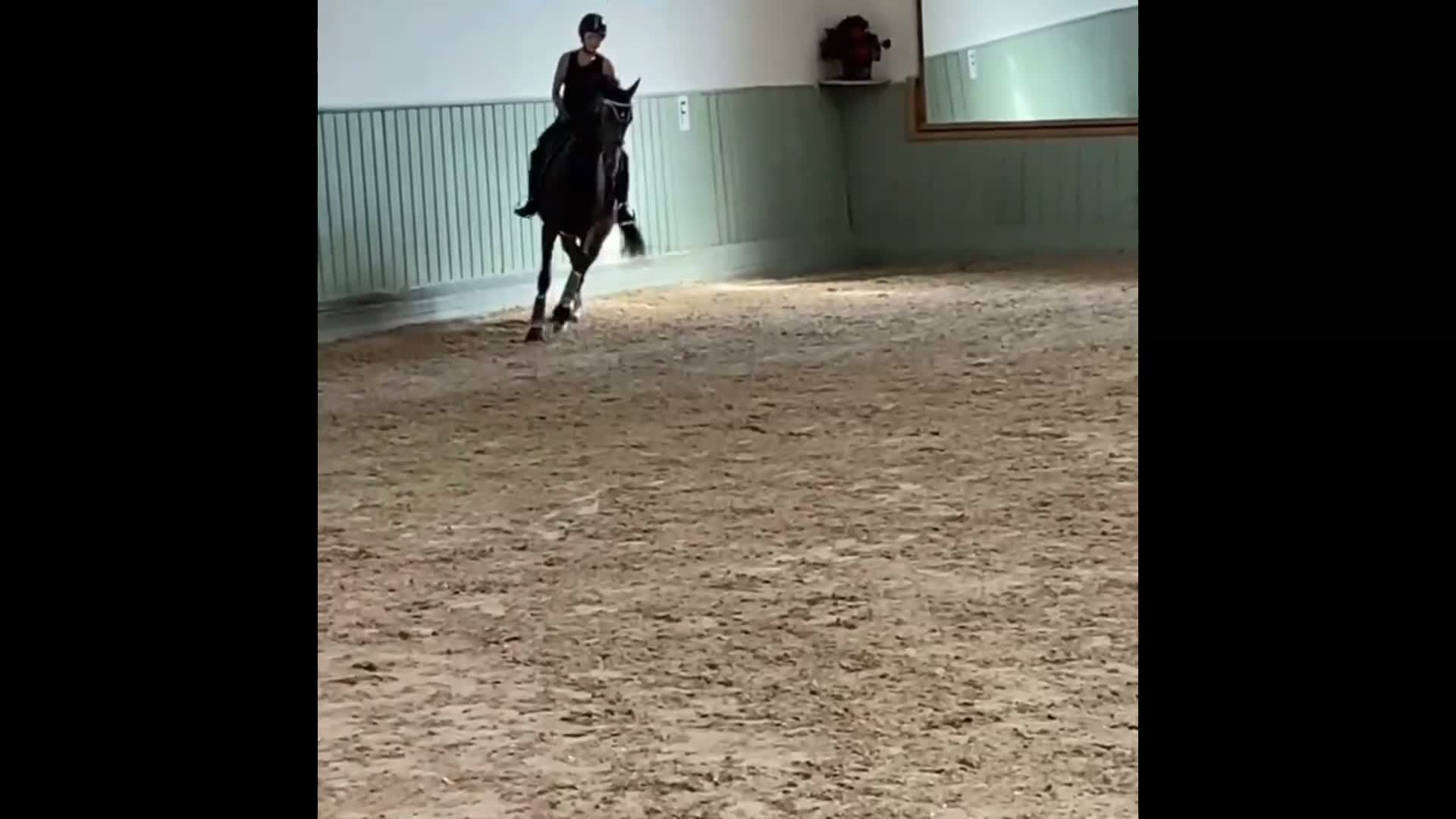Dressyr hästar till salu: Talangfullt Suarez-sto – 6 år - Video 2
