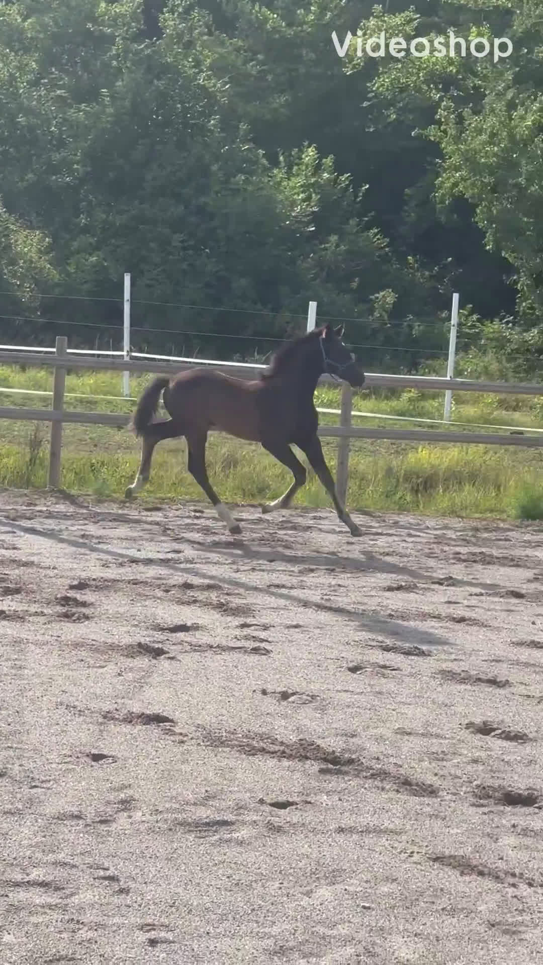Dressyr hästar till salu: Hingstföl e Skyline to B i Uppsala - Video 1