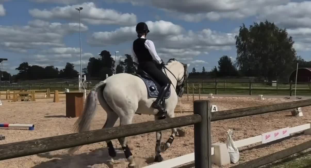 Working Equitation hästar till salu: Utvecklingsbar lusitanovalack🌟 - Video 1