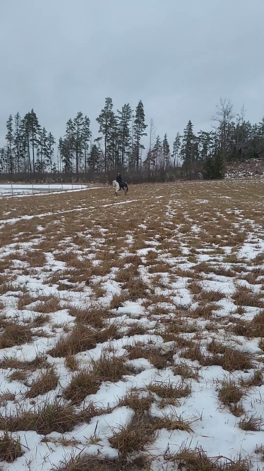 Allround hästar till salu: Vår fina Milou letar ny bästa kompis i Nyköping - Video 1