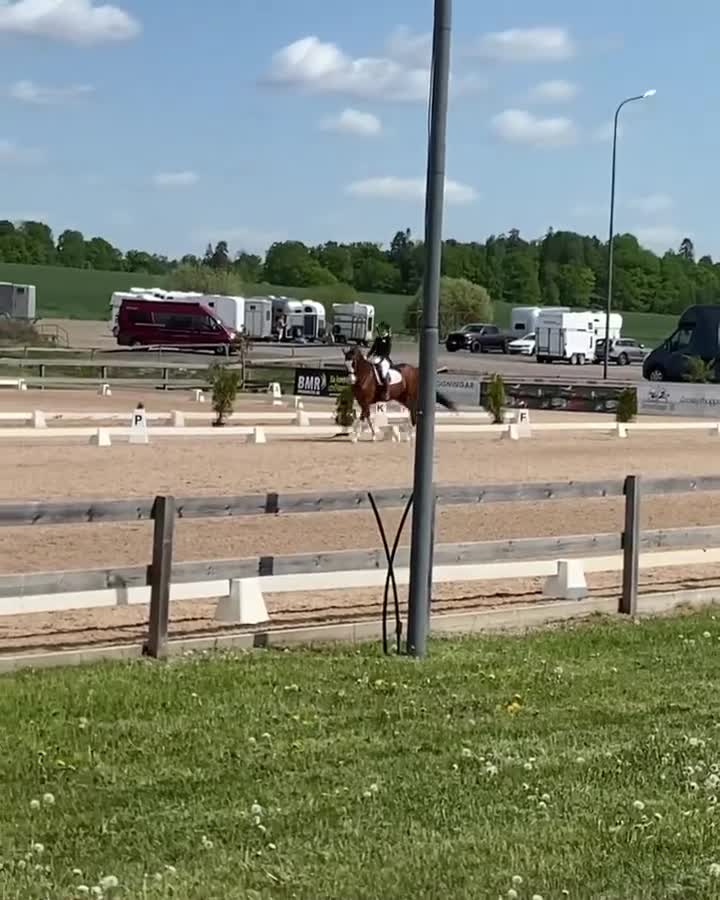 Dressyr hästar till salu: Genom snäll valack med stor personlighet  - Video 3