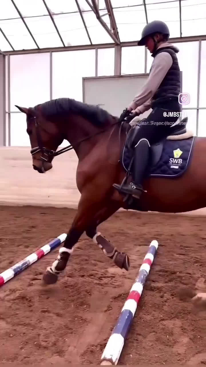 Dressyr hästar till salu: Kvalitetshäst 5-år med dubbeldiplom i Tungelsta - Video 1