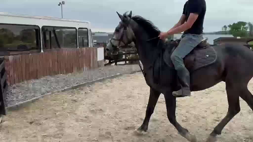 Hoppning hästar till salu: 4 årig d-ponny valack  i Ödsmål - Video 3