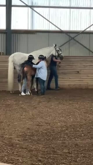 Hoppning hästar till salu: Jonsbergs Cavec (SWB-Hingst) i Vikbolandet - Video 2