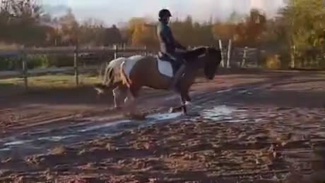 Hoppning hästar till salu: 🌟Framtidsponny för satsande ryttare!🌟 - Video 5