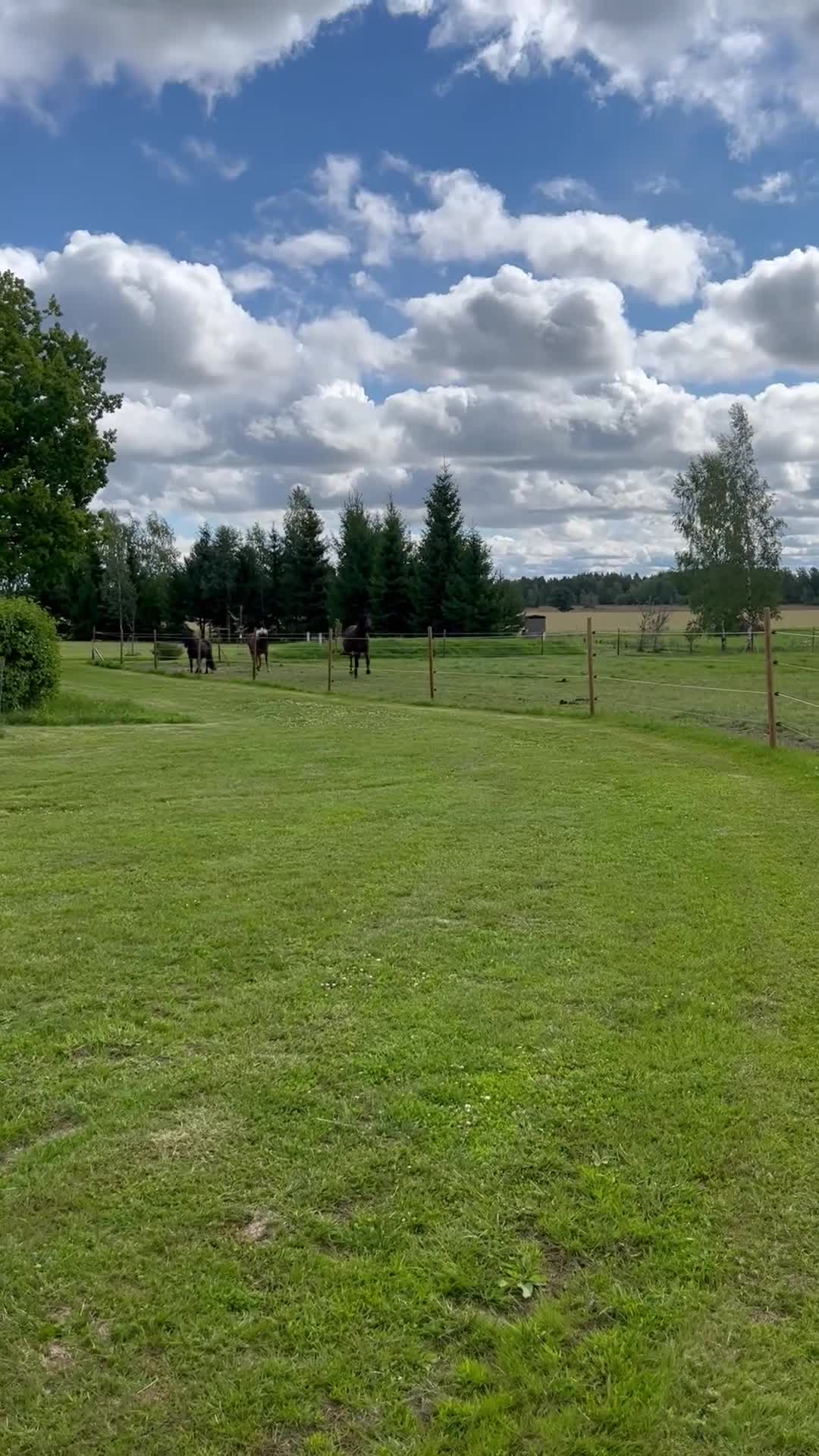 Allround hästar till salu: Trevlig varmblodig travare  i Köping - Video 1