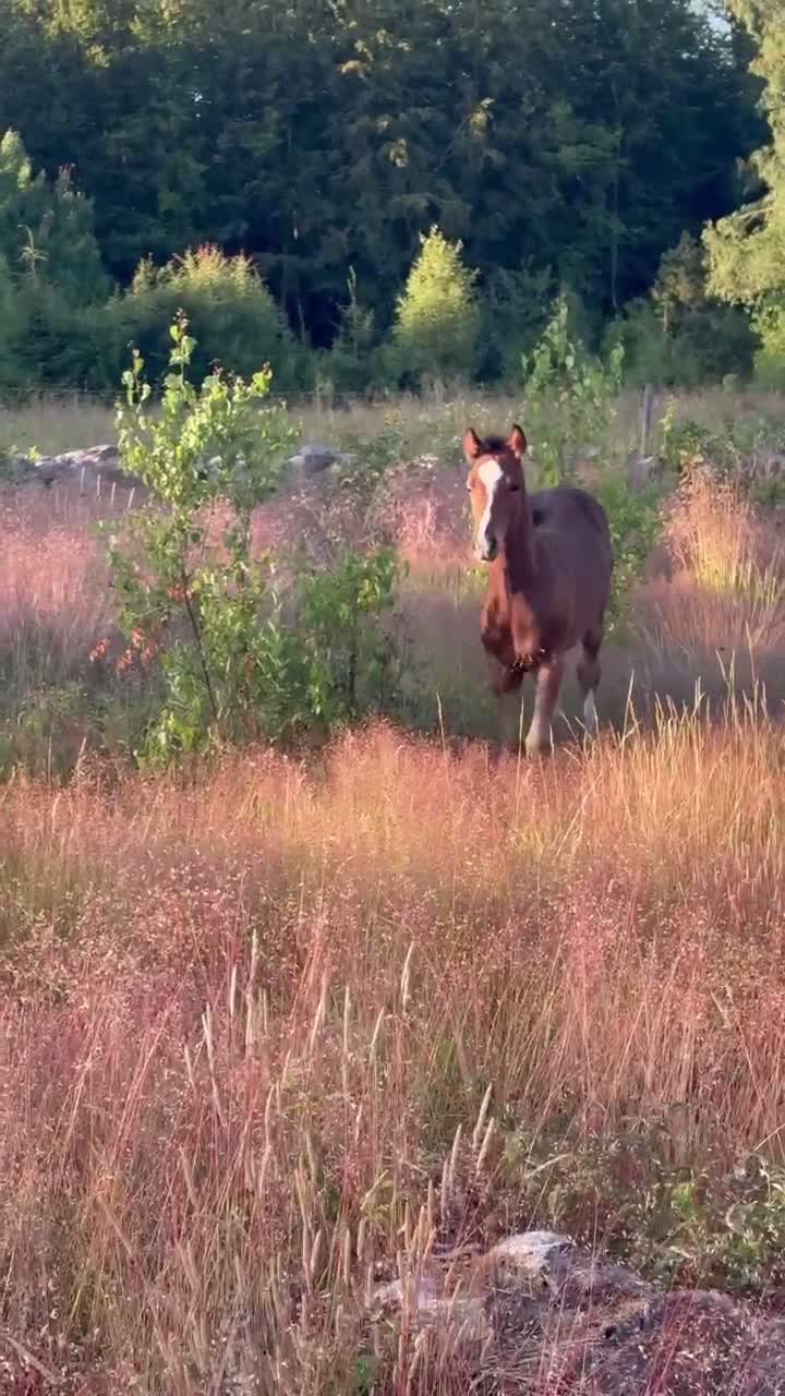 Allround hästar till salu: Jack vill hitta sin människa 🌟 - Video 2