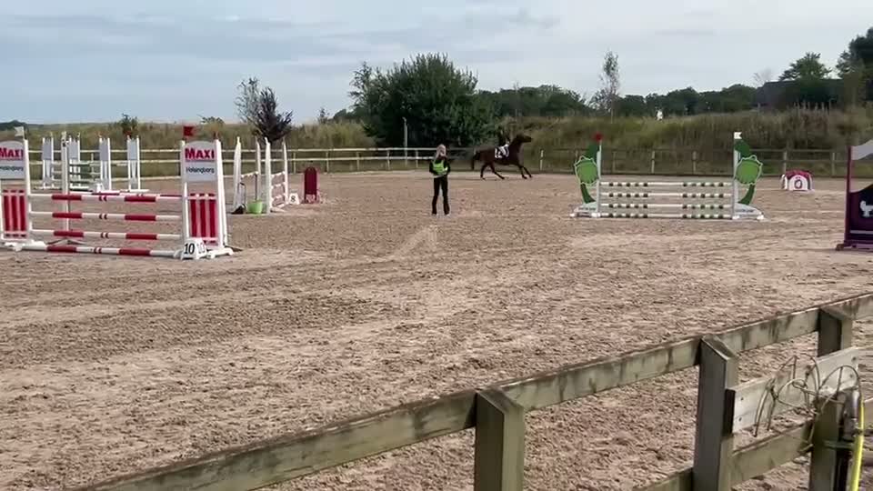 Hoppning hästar till salu: Elegant sto - Video 1