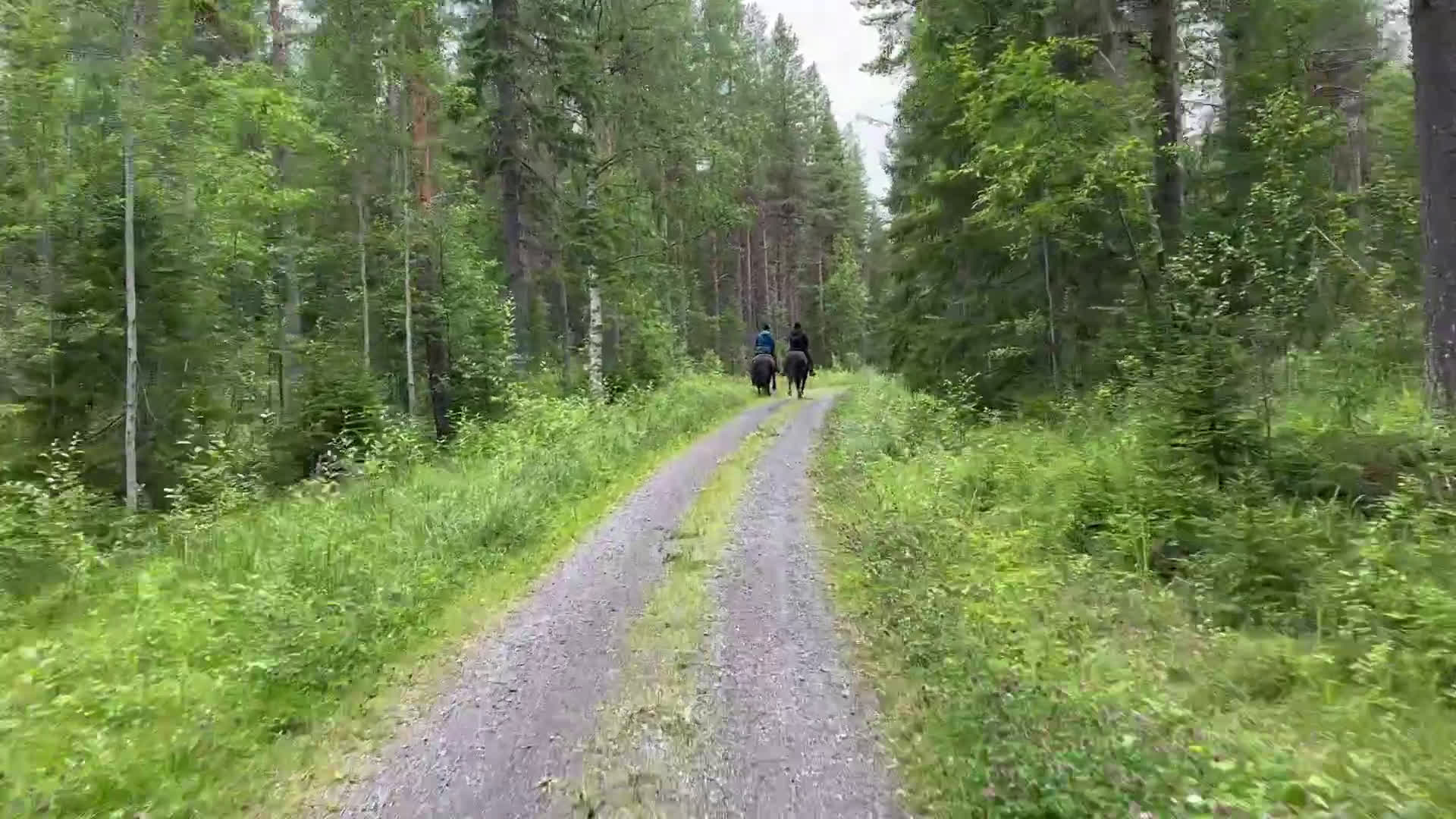 Övrigt hästar till salu: Nordsvensk valack i Lit - Video 1