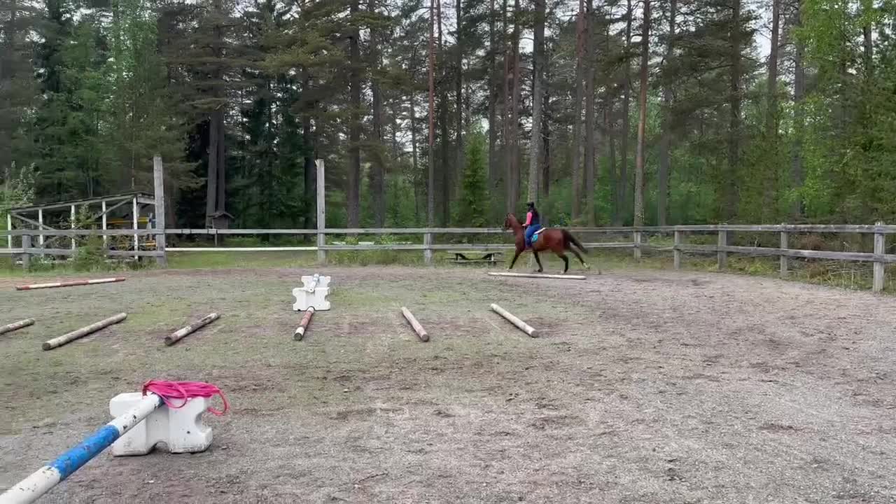 Hoppning hästar till salu: Ädel SWB valack - Video 1