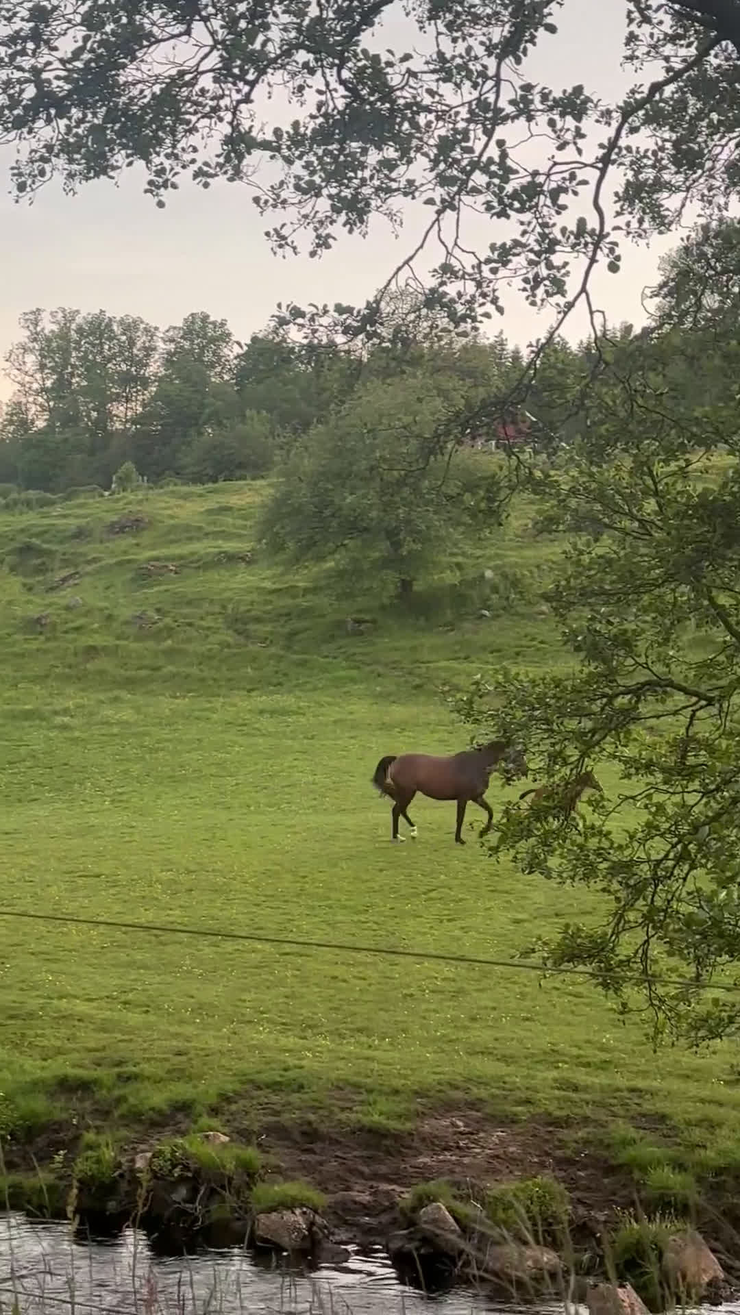 Hoppning hästar till salu: Uttrycksfullt stoföl med fantastisk hoppstam! i Ullared - Video 1
