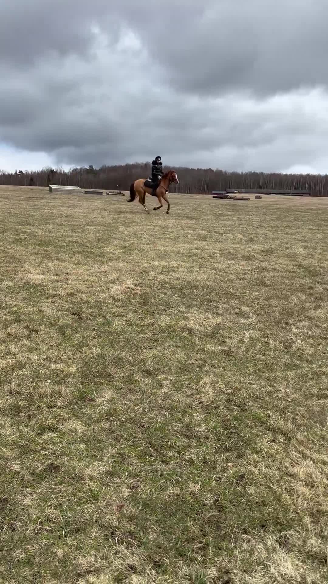 Hoppning hästar till salu: Mycket trevlig ponny!  - Video 4