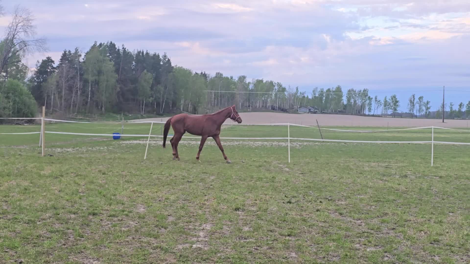 Dressyr hästar till salu: Röd Ferrari - Video 1