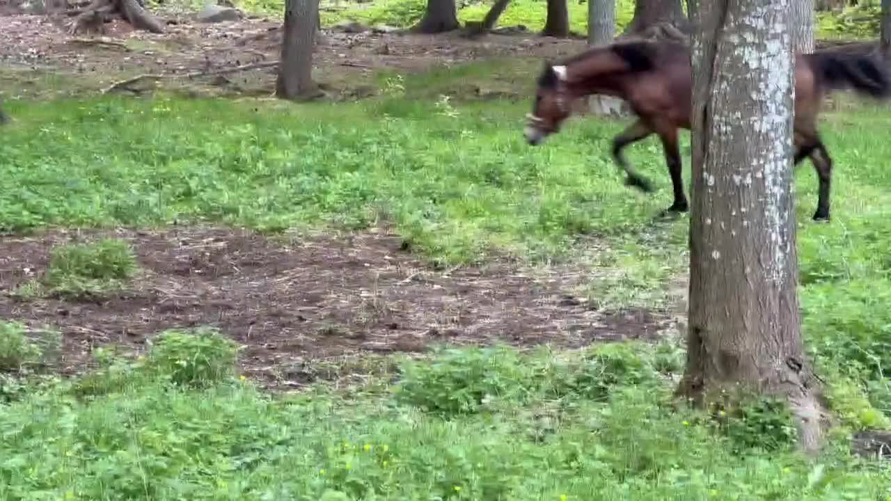 Allround hästar till salu: Framtida tävlingsponny  - Video 1