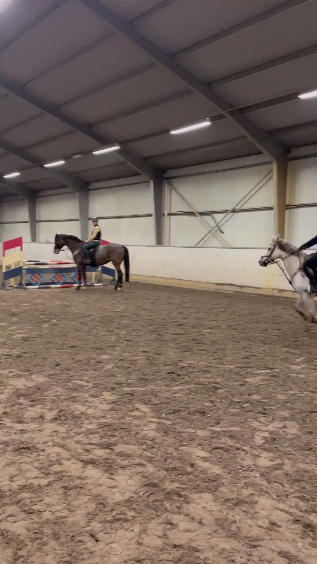 Allround hästar till salu: Cool Connemara för hopp, dressyr och terräng! - Video 1